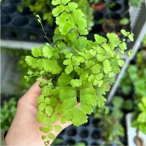 Bright Green Maidenhair Fern - Lush Indoor Plant